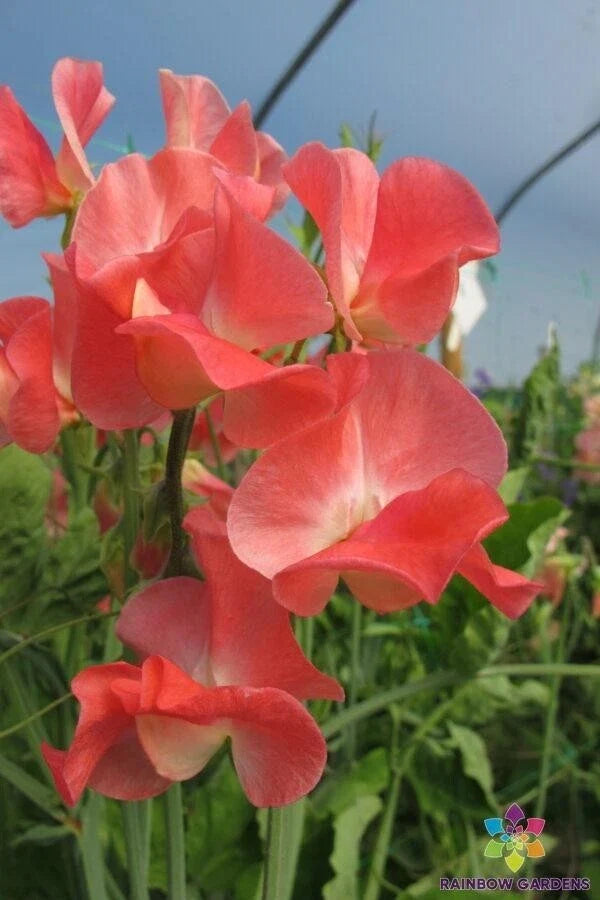 Sweet Pea Seeds 50+ Pack Thomas & Linda Variety Lathyrus odoratus Garden Climbing Vine