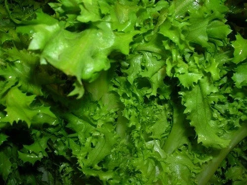 Endive Seed Pack - Salad King Variety - Edible Greens - Cichorium endivia