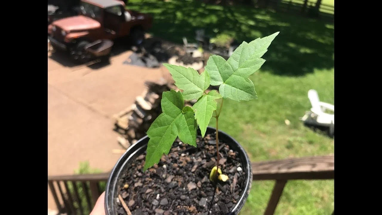Silver Maple Live Tree Starter Plant 6-12 Inches Acer saccharinum, Fast Growing Deciduous Tree for Garden Landscaping