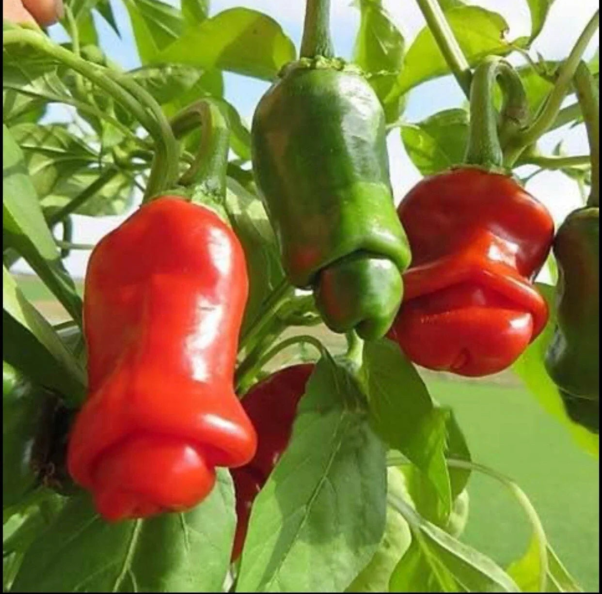 Peter Pepper Hot Pepper Seeds, Heirloom Capsicum annuum, Non-GMO, Spicy, Unique Shape, Garden or Container Planting