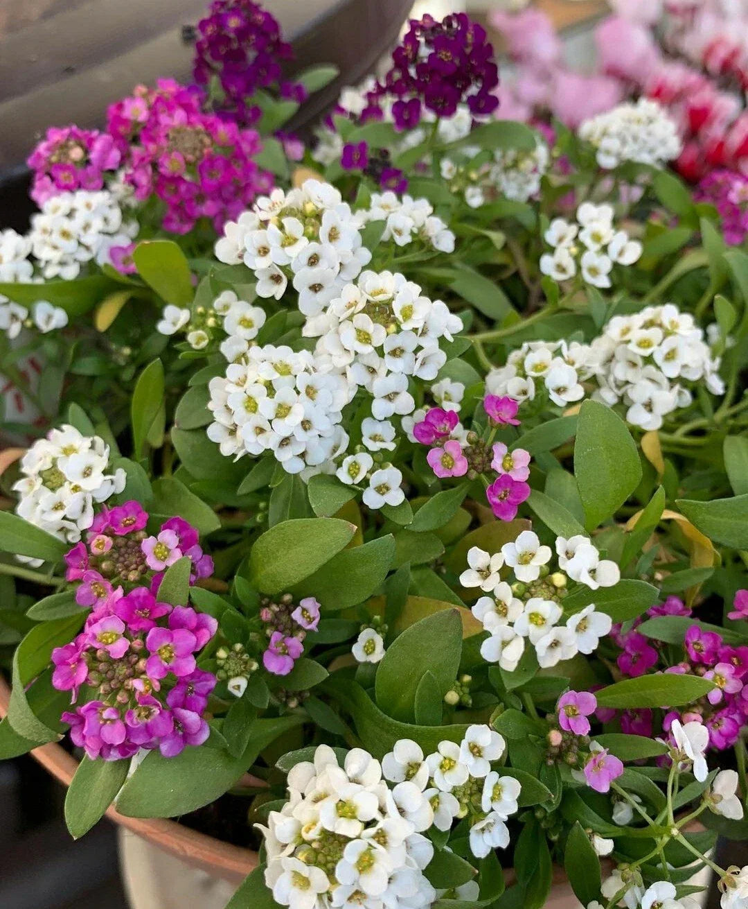 Sweet Alyssum Flower Seeds - Color Mix (Pink, White, Purple) - Lobularia maritima - 100 Seeds for Borders & Containers
