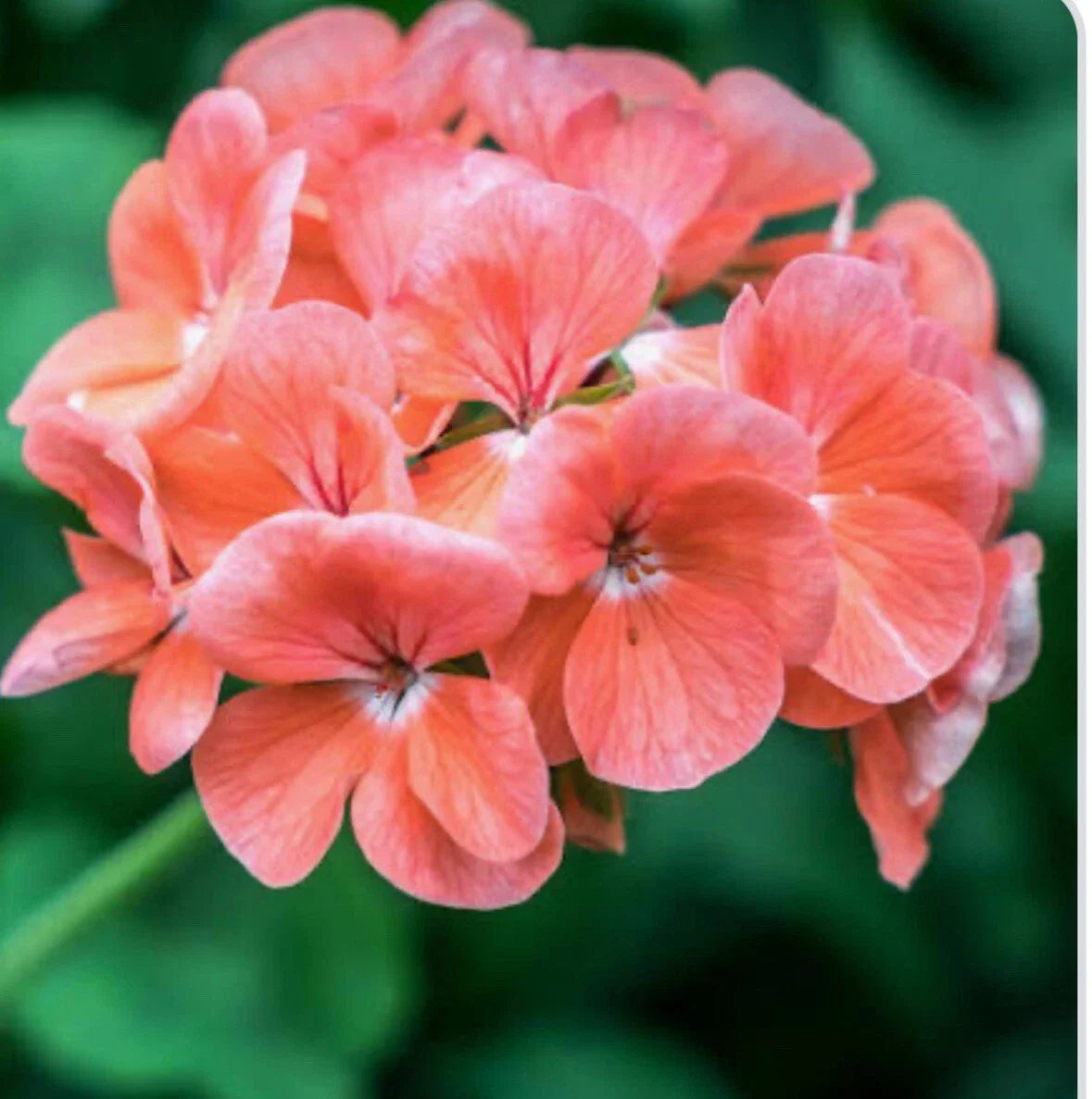 Coral Zonal Geranium Stem Cuttings – 10 Pelargonium Cuttings for Rooting, Ideal for Gardeners