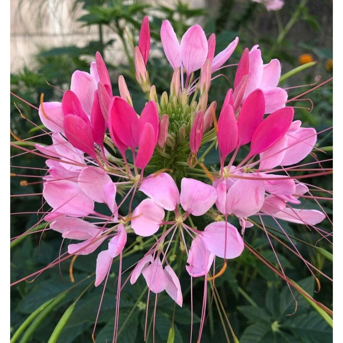 Candu Pink Spider Seeds - 100 Perennial Clome Spinosa for Pollinator Gardens, Attracts Bees & Butterflies