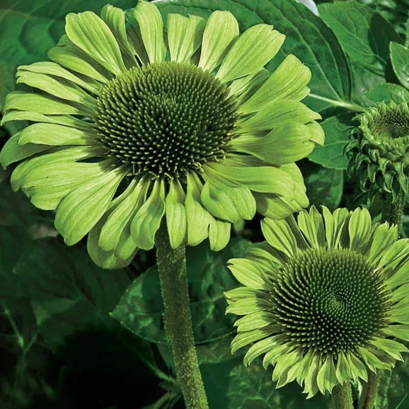 Green Jewel Coneflower Seeds - Echinacea purpurea Perennial Flower Seeds for Garden, Vibrant Green Blooms, Attracts Pollinators, USA Grown