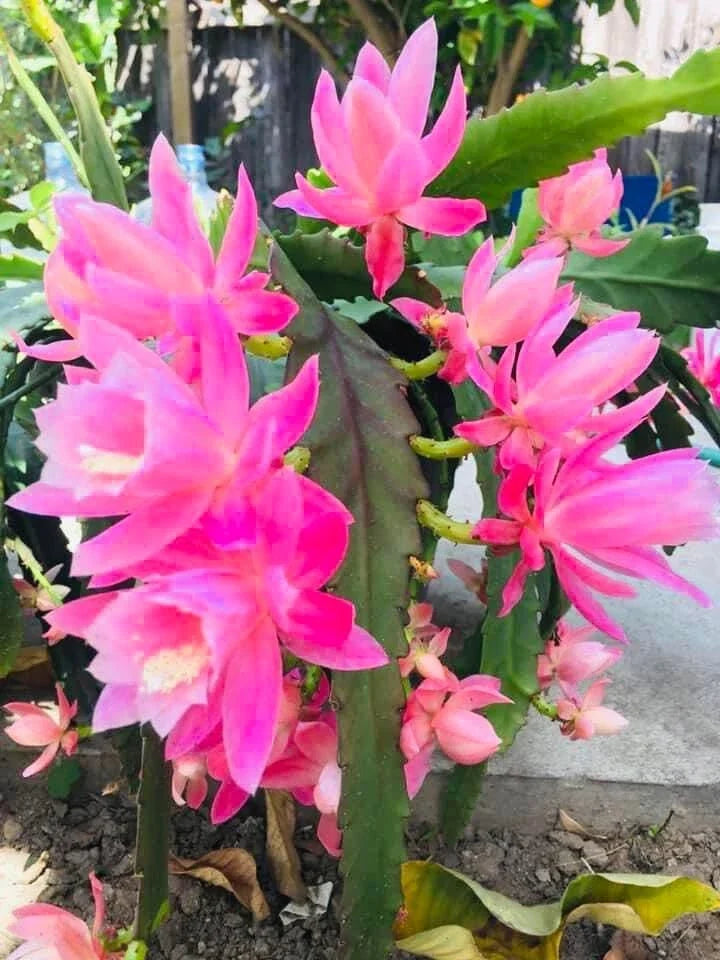 Rare Orchid Cactus Live Plant & Cutting, German Empress Epiphyllum, Rooted Variety, Indoor Houseplant, Epiphyllum oxypetalum