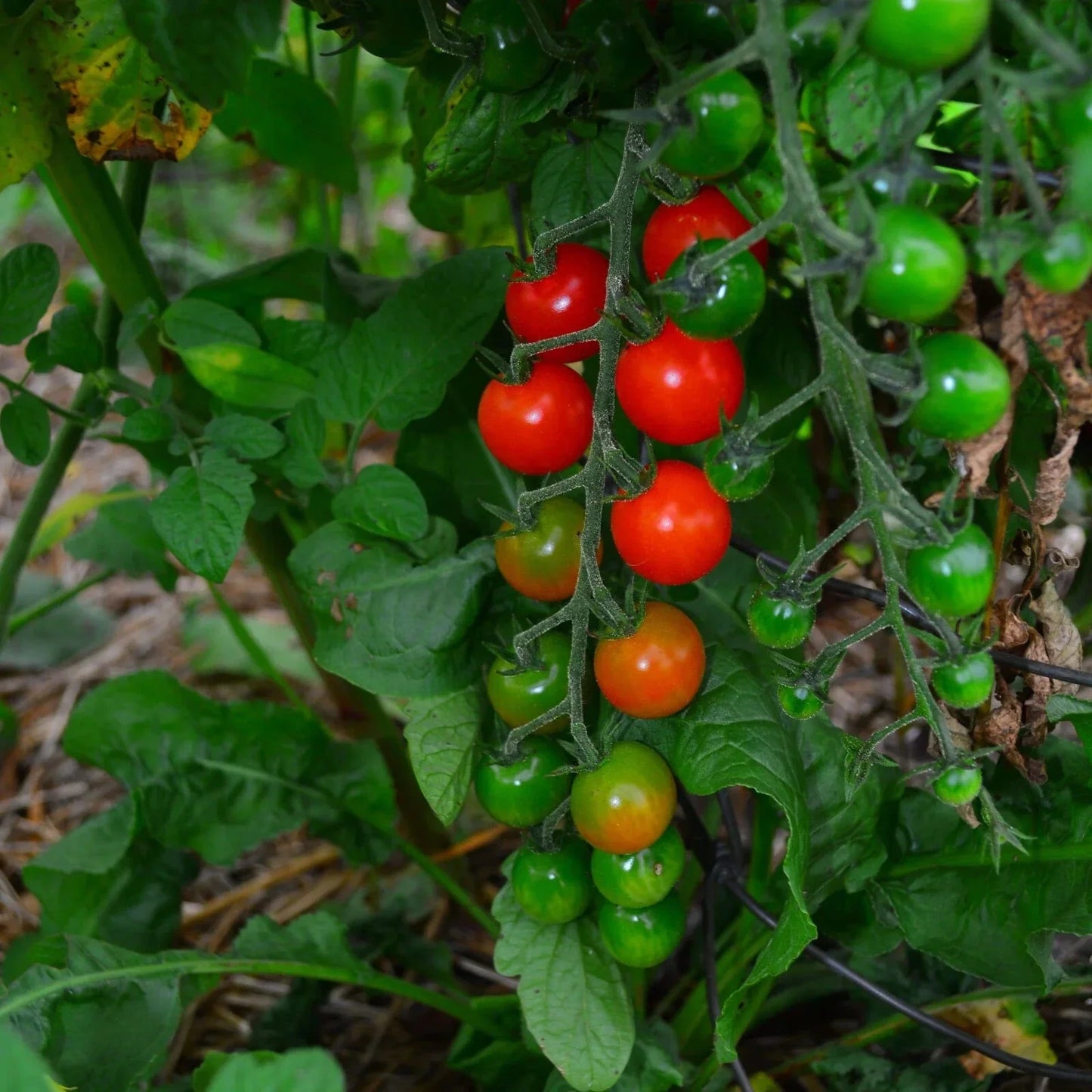 Sweetie Cherry Tomato Seeds - Non-GMO Heirloom Solanum lycopersicum, Compact Growth, Bright Red Fruit