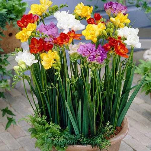 Freesia Seeds Packet of 40 - Fresh 2025 Crop - Colorful Perennial Flowers