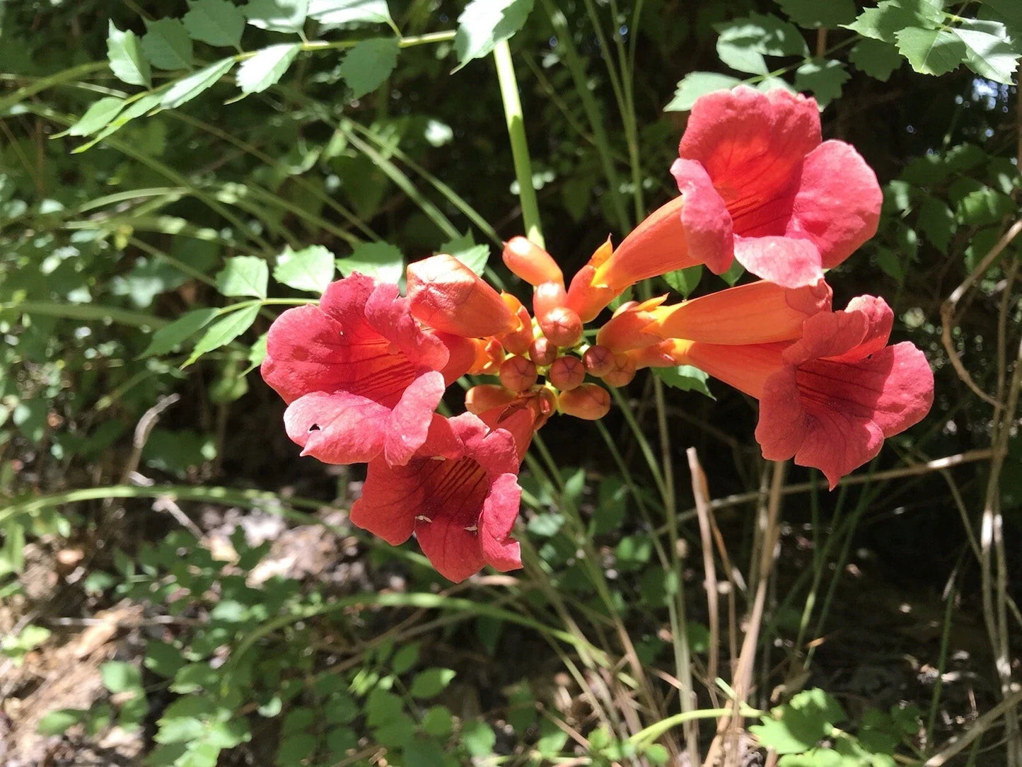 Hummingbird Trumpet Vine Starter Plants - Reddish Orange - Bare Root - Campsis radicans