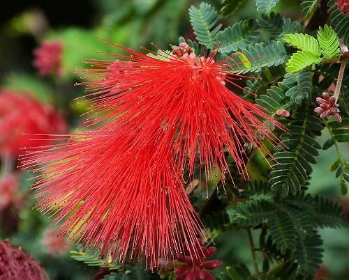 Calliandra Californica Seeds - Baja Fairy Duster - Drought-Tolerant Native Shrub for Gardens - 20 Seeds
