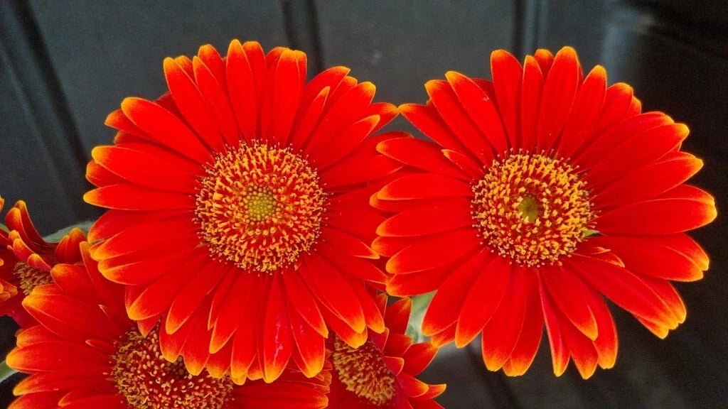 Red & Yellow Gerbera Daisy Seeds - Bulk Pack of 200+ Gerbera jamesonii for Garden Planting