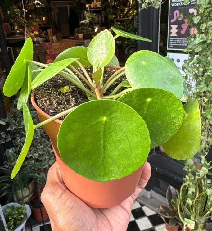 Chinese Money Plant Set - 4-7 Inch Pilea Peperomioides Indoor Houseplants, No Pot
