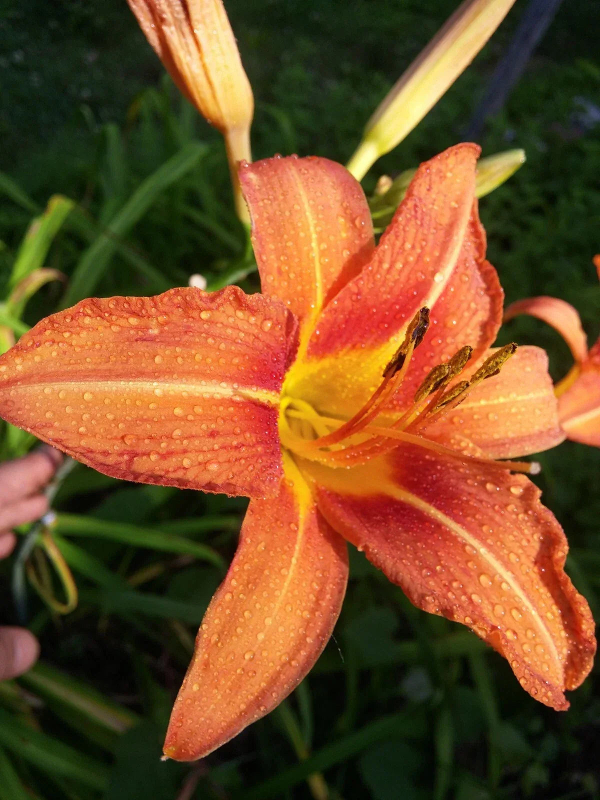 Orange Daylily Bulbs - 40 Rhizomes Hemerocallis Fulva - Perennial Garden Flowers