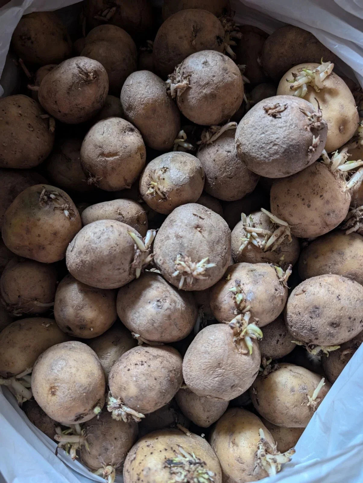 Kennebec Organic White Potato Seed Tubers for Planting – Non-GMO, Medium-Sized Solanum tuberosum