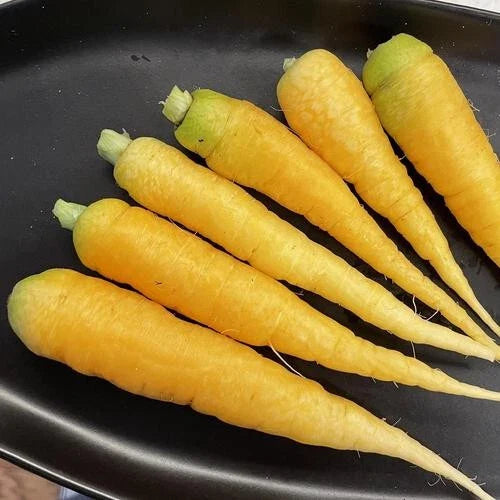 Yellowstone Carrot Seeds - 1000+ Non-GMO Daucus carota Vegetable Seeds for Home Garden Planting