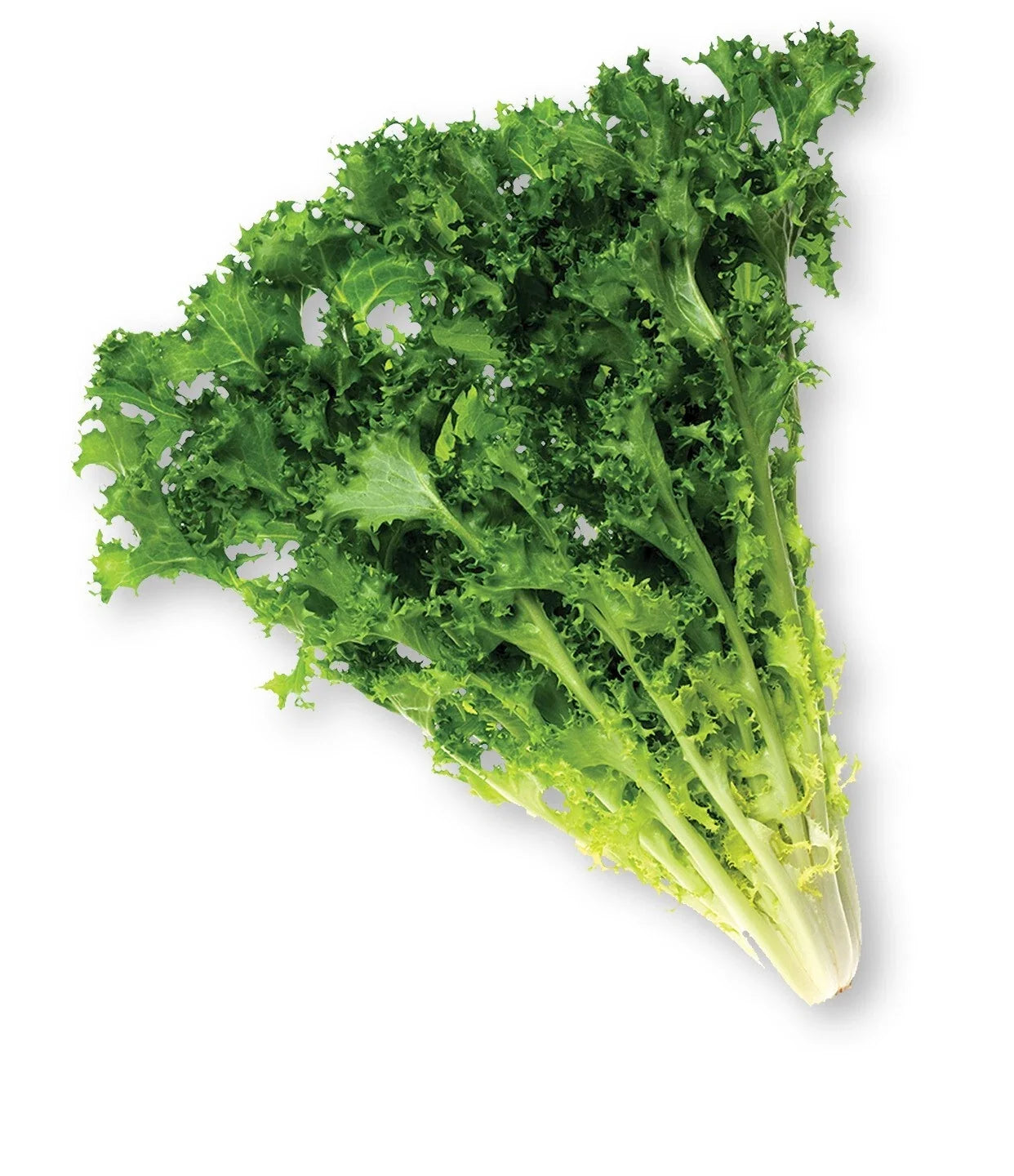 Endive Seeds Pack – 600+ Heirloom Cichorium endivia Green Leafy Vegetable for Garden, Salad, Culinary Use