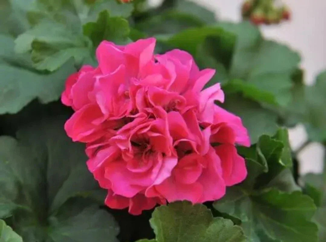 Geranium Live Plant - Pink Flowers with Light Green Leaves - Pelargonium spp.