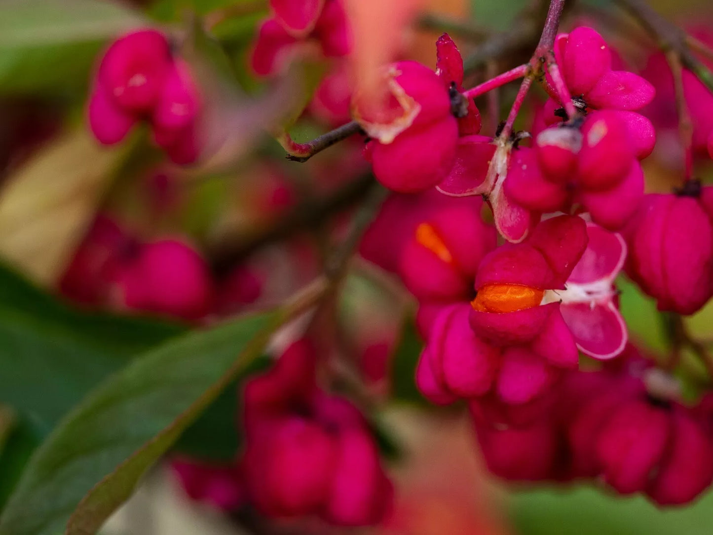 Spindle-Berry Tree Seeds Pack – Euonymus europaeus – Hardy Shrub for Gardens – 10 Seeds