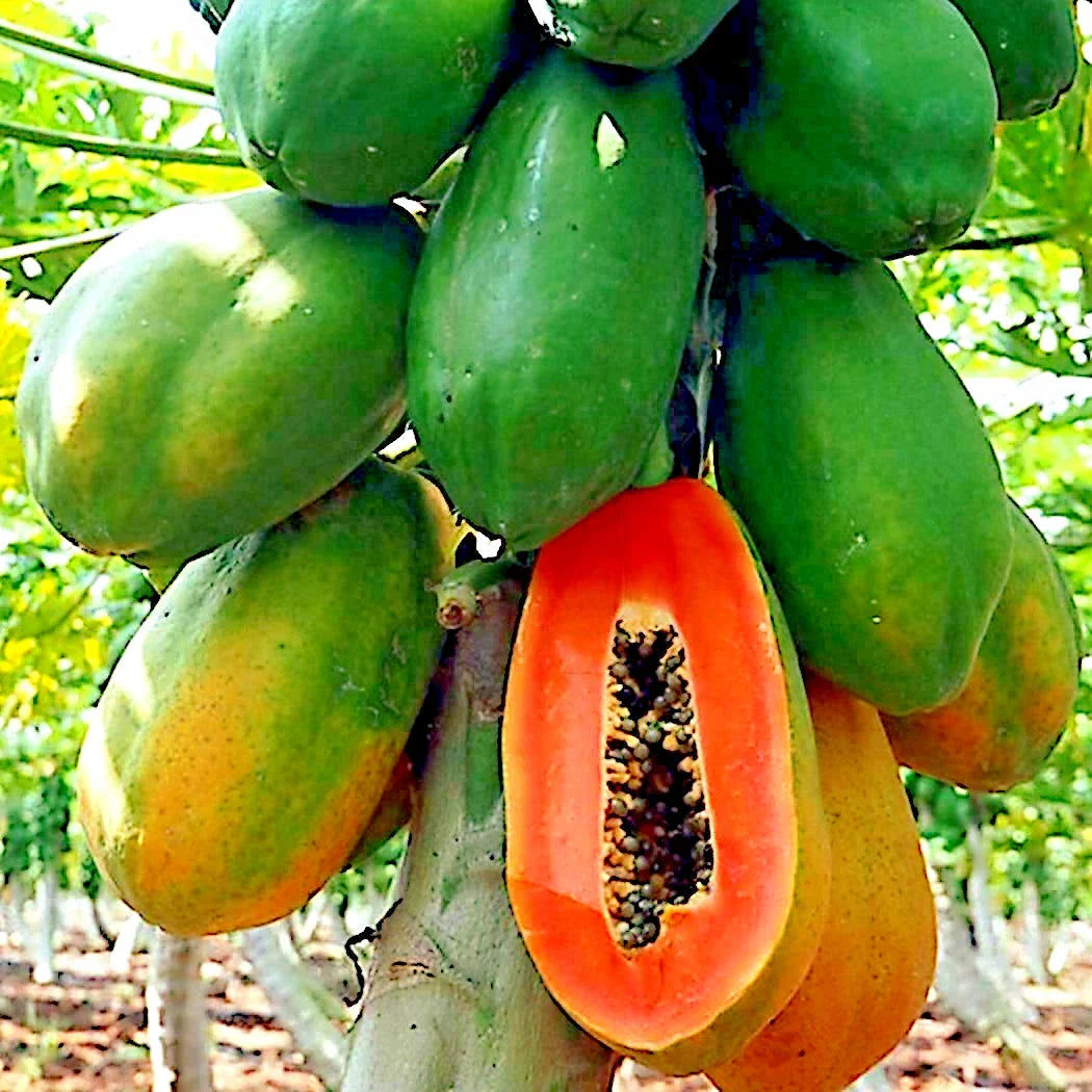 Caribbean Red Lady Papaya Seeds - 20 Large Melon Fruit Tree Seeds for Indoor Gardening