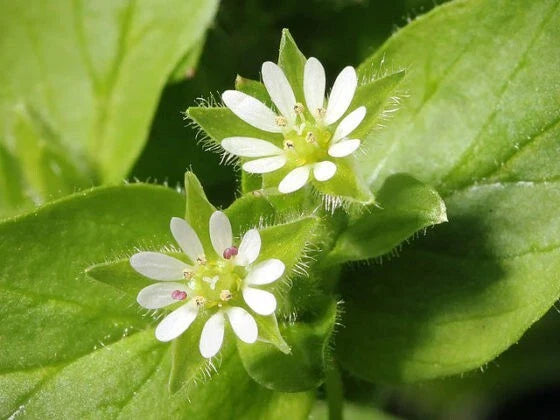 50+ Organic Chickweed Seeds Stellaria media Annual Medicinal Herb 2025 Harvest