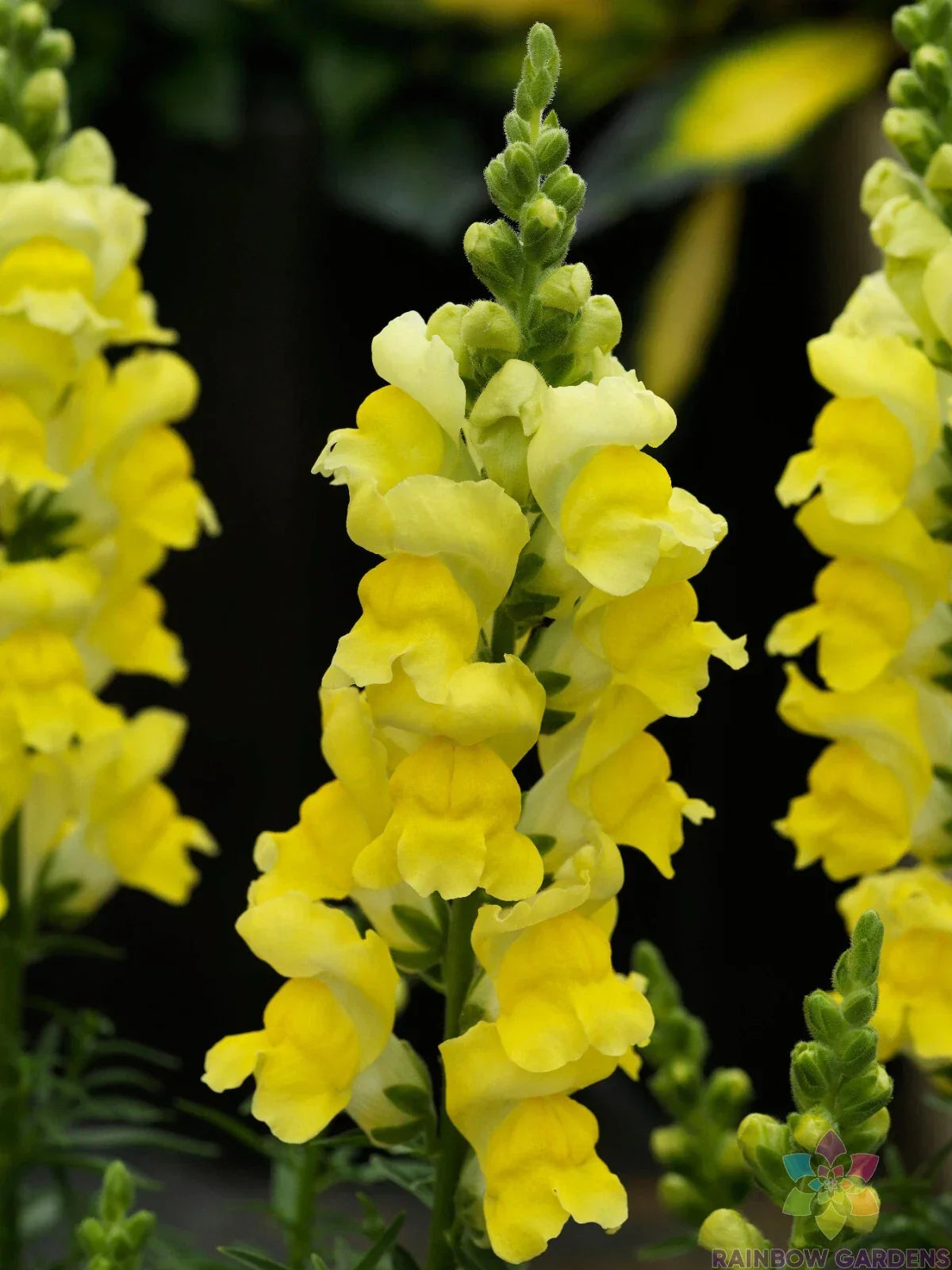 Snapdragon Seeds - 1000+ Sonnet Yellow Antirrhinum majus - Garden Planting USA