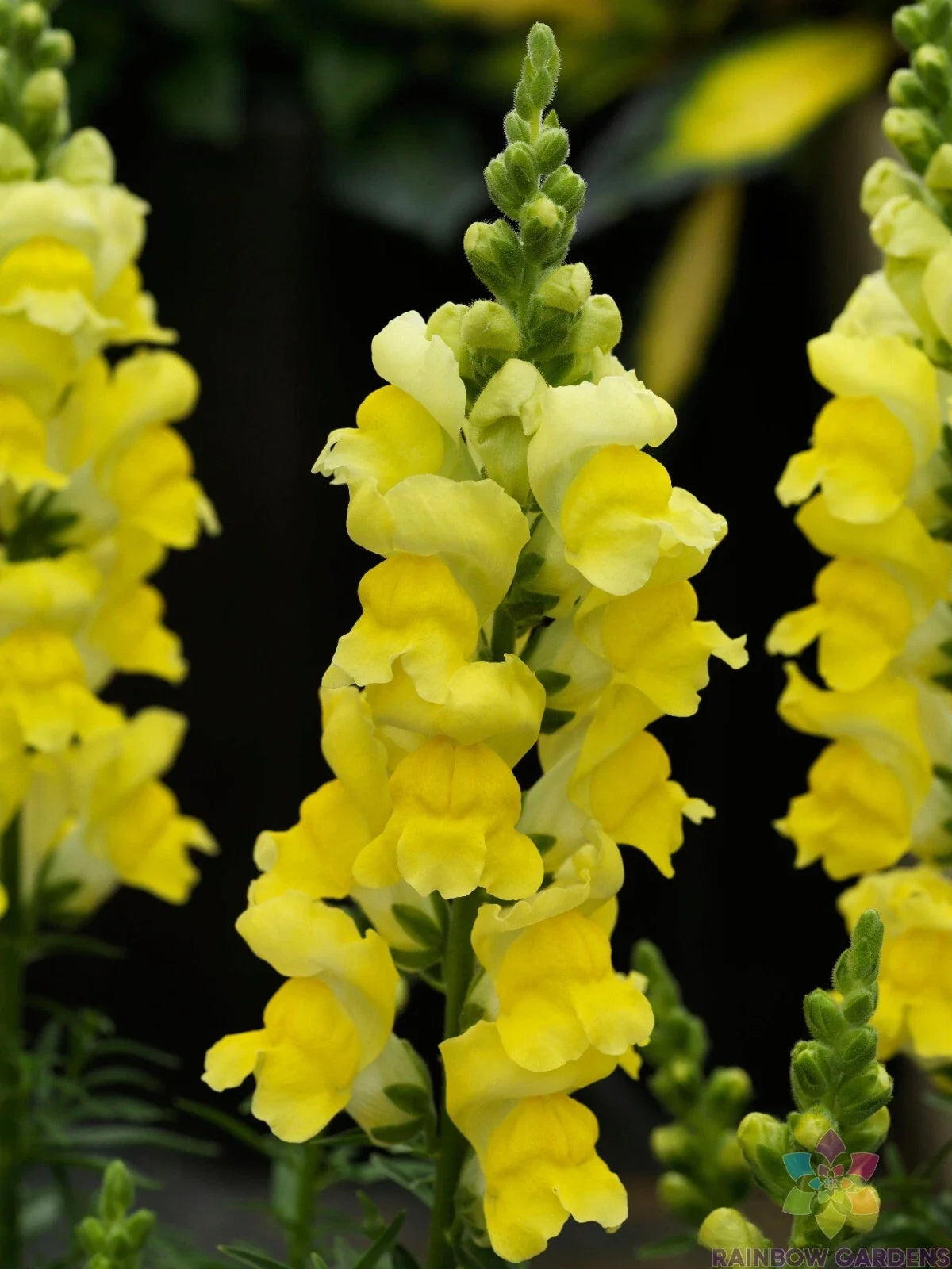 Snapdragon Seeds - 1000+ Sonnet Yellow - Antirrhinum majus Garden Planting for Borders & Cut Flowers, USA