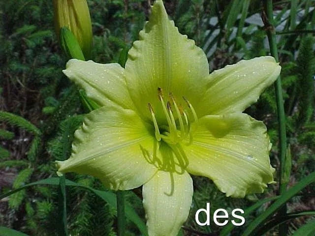 Daylilies Live Plants - Big Time Happy Bright Yellow Reblooming Hemerocallis - 2 Bare Root Plants