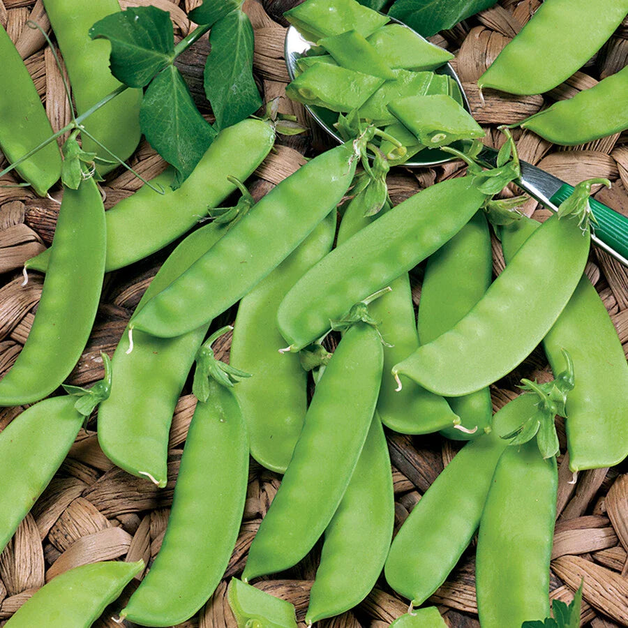 Snow Pea Seeds - 20 Count Mammoth Melting Sugar Snap Pea, Chinese Sugar Snap Pod, USA