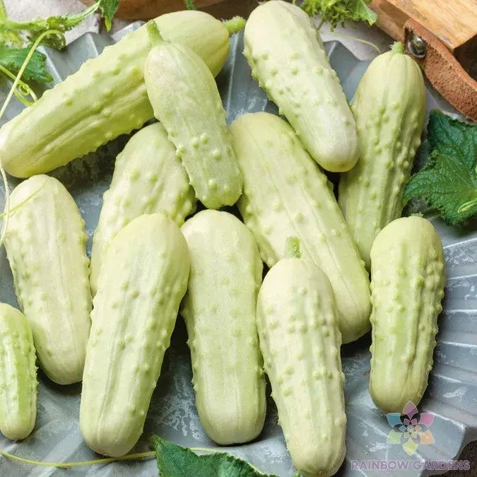 Miniature White Pickle Cucumber Seeds – 25+ Pack, Cucumis sativus, Heirloom Vegetable Seeds for Home Garden & Container Planting