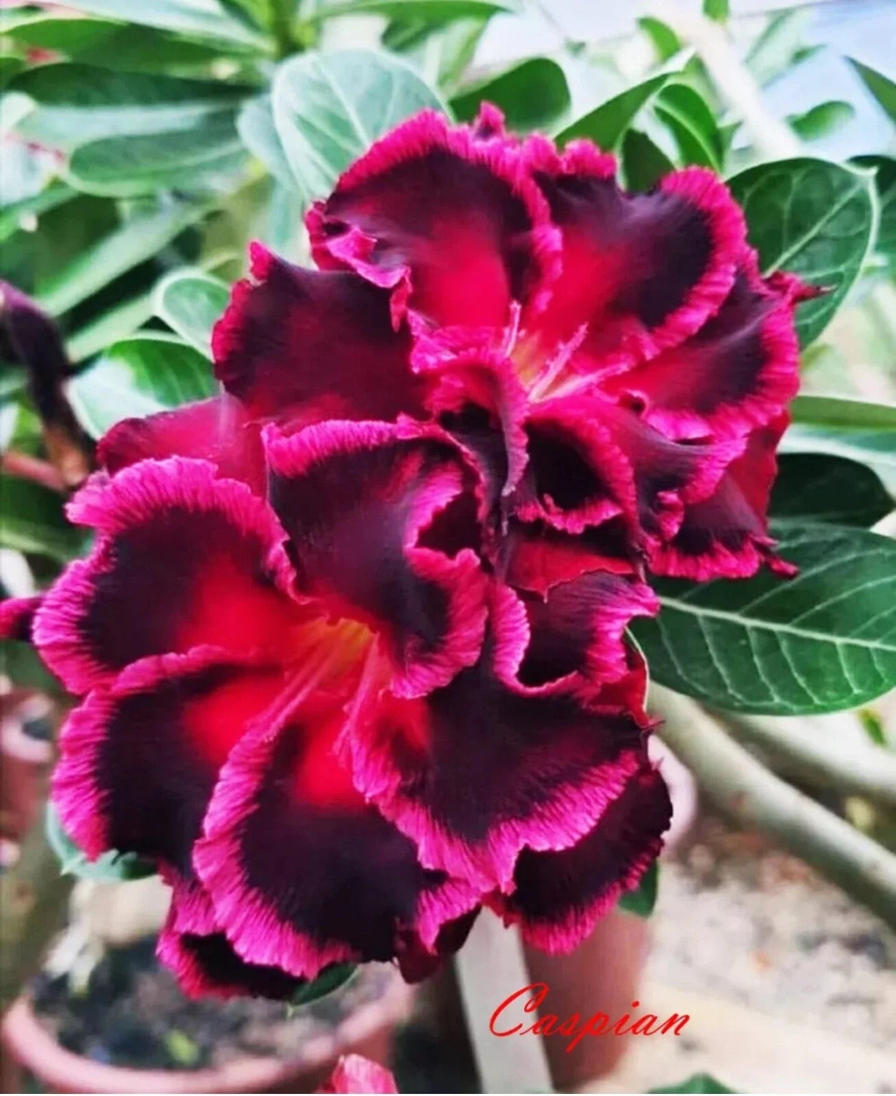 Desert Rose Plant - Small Rooted Seedling - Caspian Variety - Adenium Obesum - Vibrant Blooms, Succulent Stem