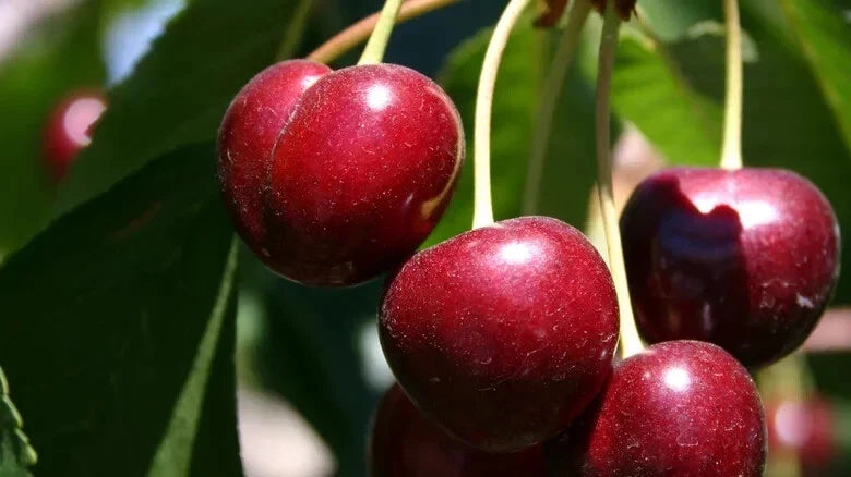Bing Cherry Seeds - 10+ Pack - Prunus avium - USA Grown for Home Gardens & Orchard Planting