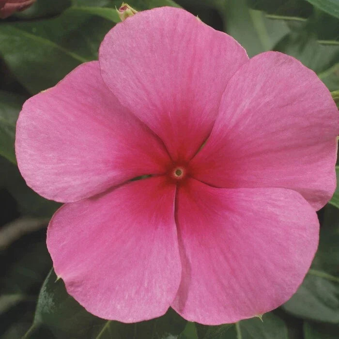 Vinca Sunstorm Rose with Eye Seeds - 500 Count, Heat Tolerant Flowering Annual