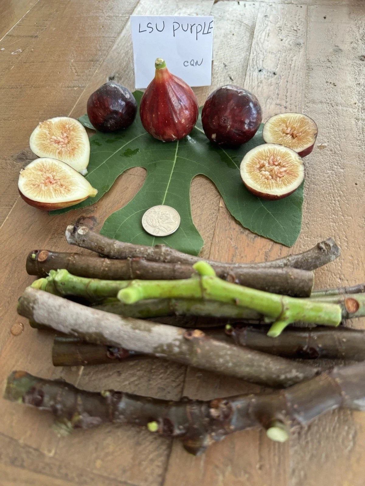 LSU Purple Fig Cuttings - 4 Pack Ficus carica 'LSU Purple' for Planting, Fruit, Garden, Patio, Container