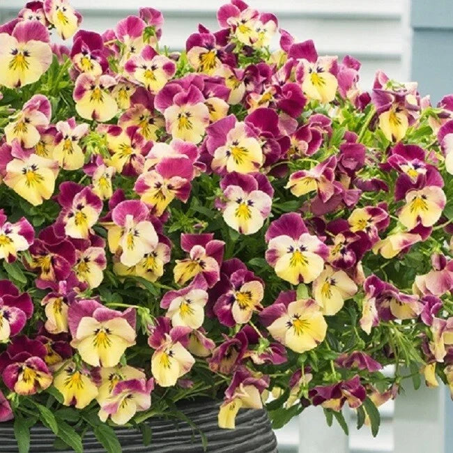 Trailing Pansy Seeds - Viola x wittrockiana Strawberry Swirl, Cascading, Garden, Hanging Basket, 15 Seeds