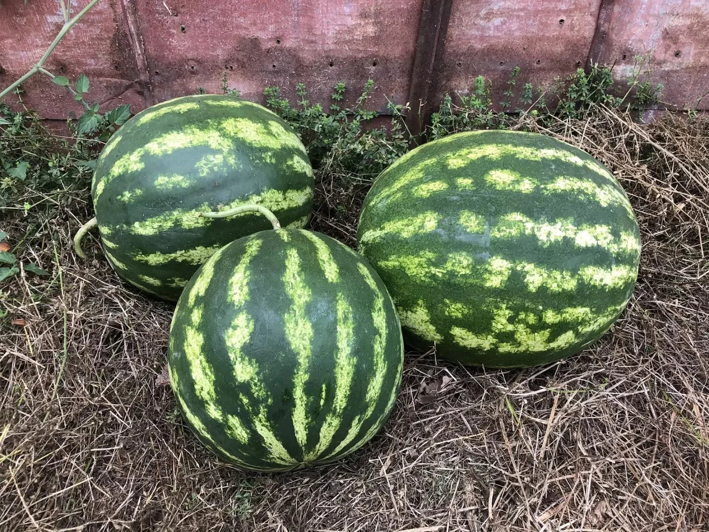 Crimson Sweet Watermelon Seeds - Organic Non-GMO Heirloom, Red Flesh, Citrullus lanatus, Seed Packet