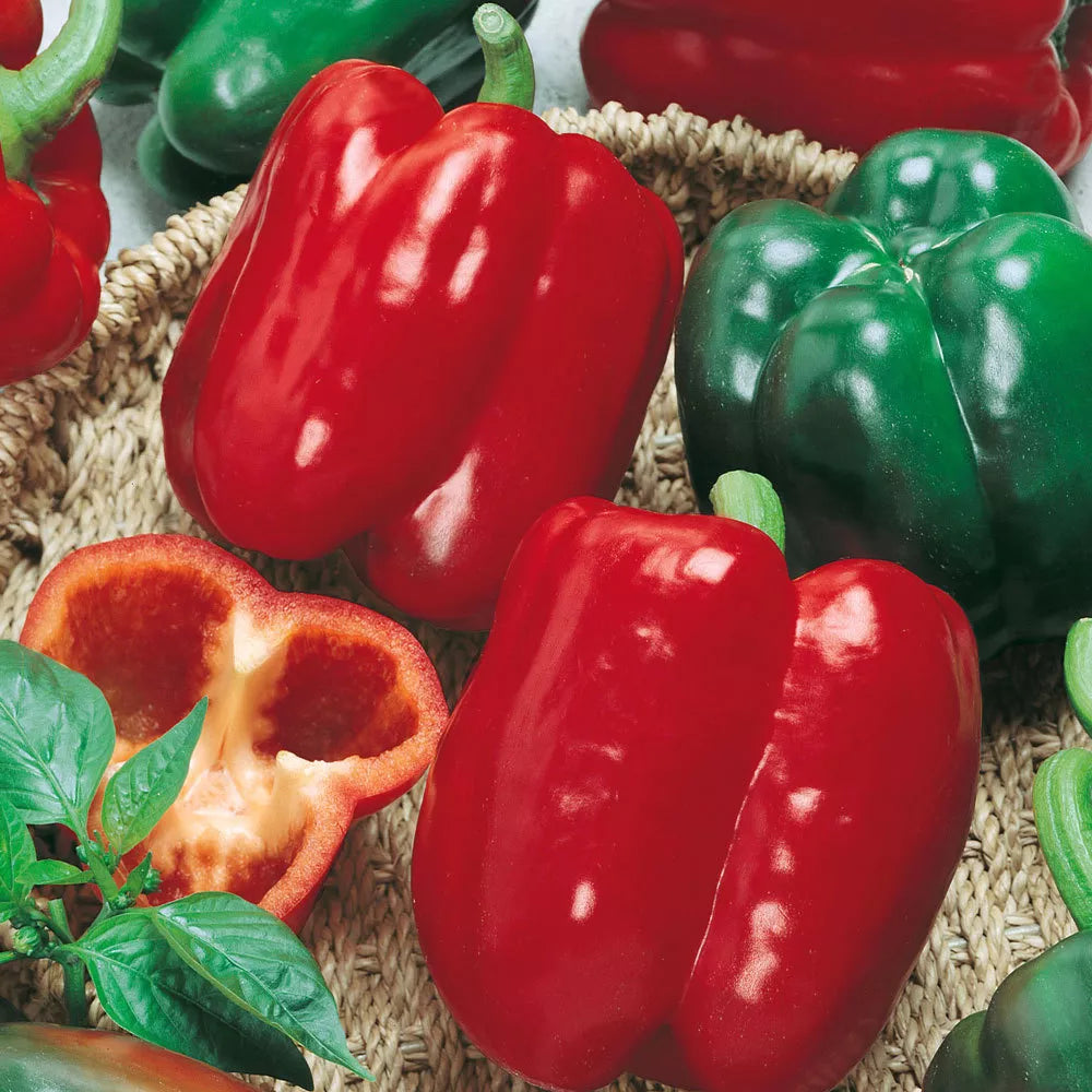 California Wonder Bell Pepper Seeds - Heirloom NON-GMO Capsicum annuum