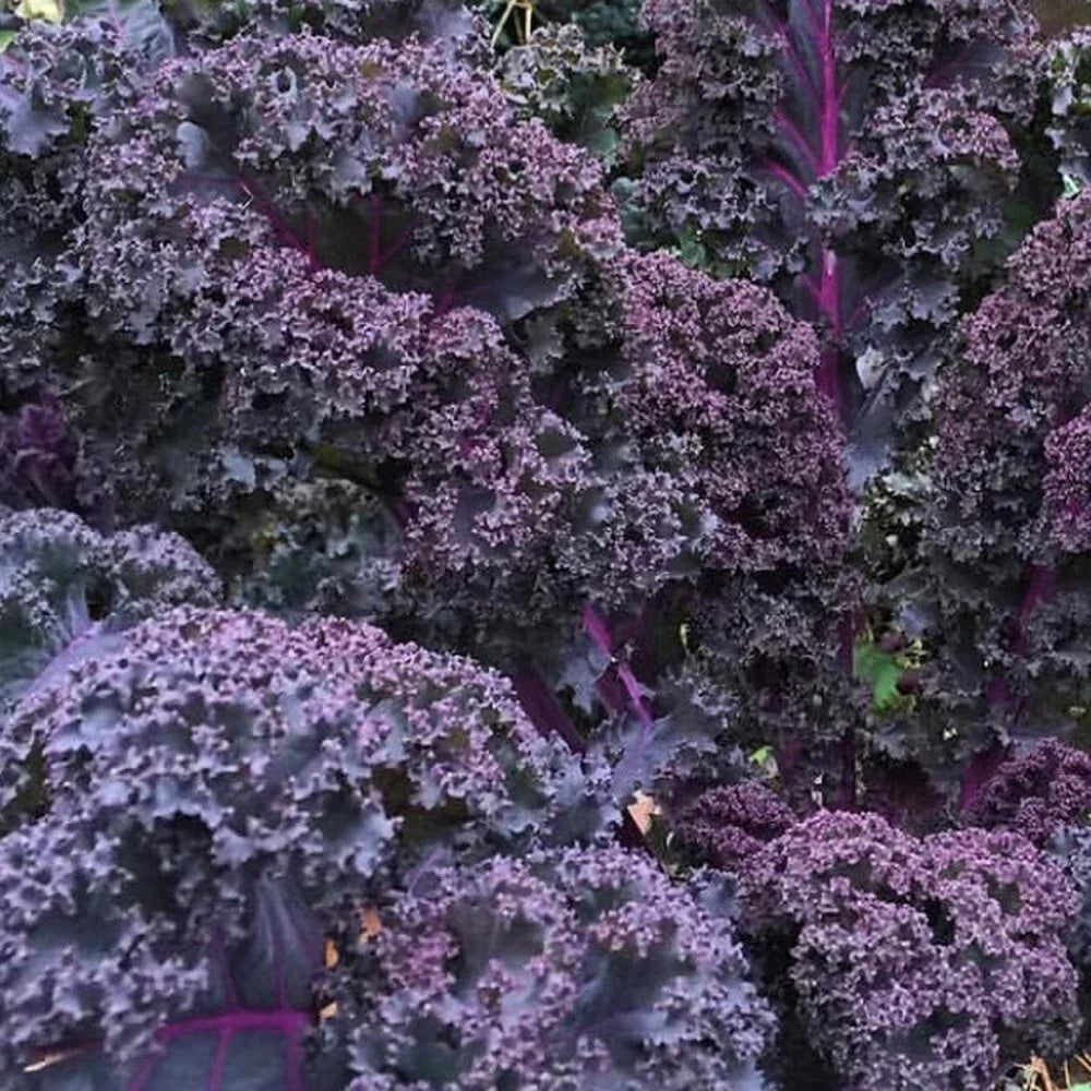 Scarlet Kale Seeds 250 Non-GMO Dark Purple Edible & Ornamental Brassica oleracea