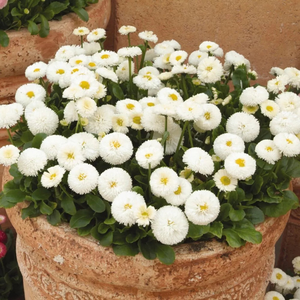 White English Daisy Seeds - 200+ Pack, Perennial Flower for Borders & Gardens, Bellis perennis, Attracts Pollinators