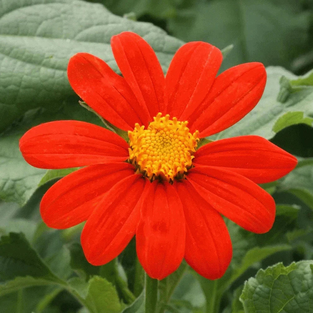 Mexican Sunflower Seeds - 100+ Count - Tithonia Rotundifolia - Bright Orange Blooms for Garden, Pollinator, Cutting Flower