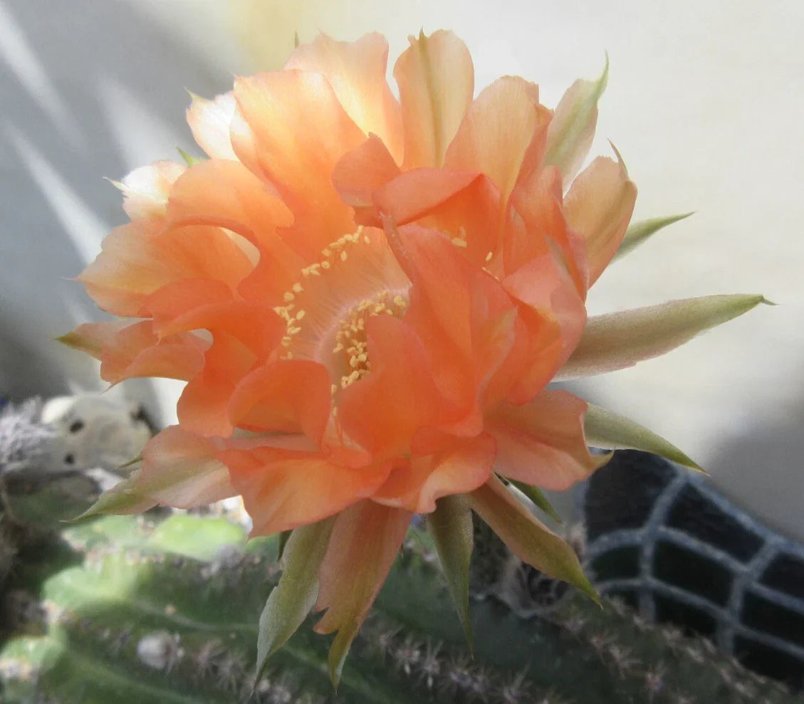 Echinopsis 'Orange Paramount' Cactus Plant - Vibrant Orange Flowers, Easy Care Succulent Pup