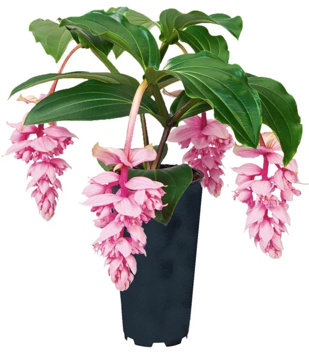 Rare Medinilla Magnifica Starter Plant - Live Rooted Tropical Houseplant in 4-inch Pot - Exotic Foliage & Vibrant Blooms