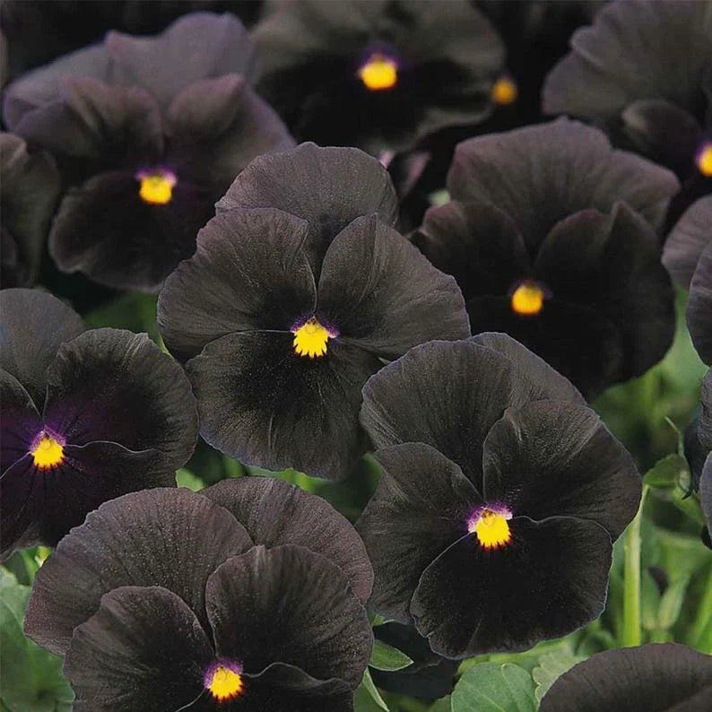 Pansy Seeds - Character Black Viola tricolor var. hortensis - Rich Black Petals with Yellow Highlights, Annual Flower Seed Pack