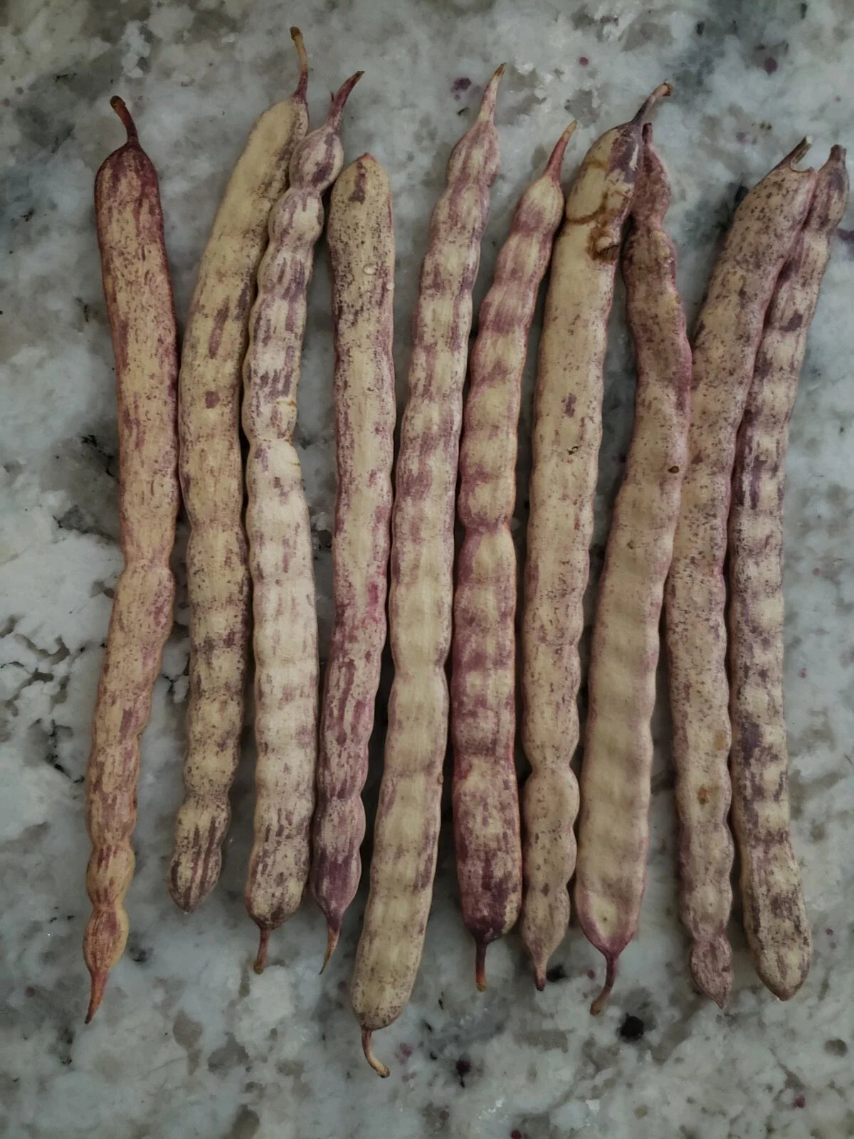 Honey Mesquite Seed Pods - 10 Pack Drought Tolerant Legumes Prosopis glandulosa for Xeriscaping and Wildlife