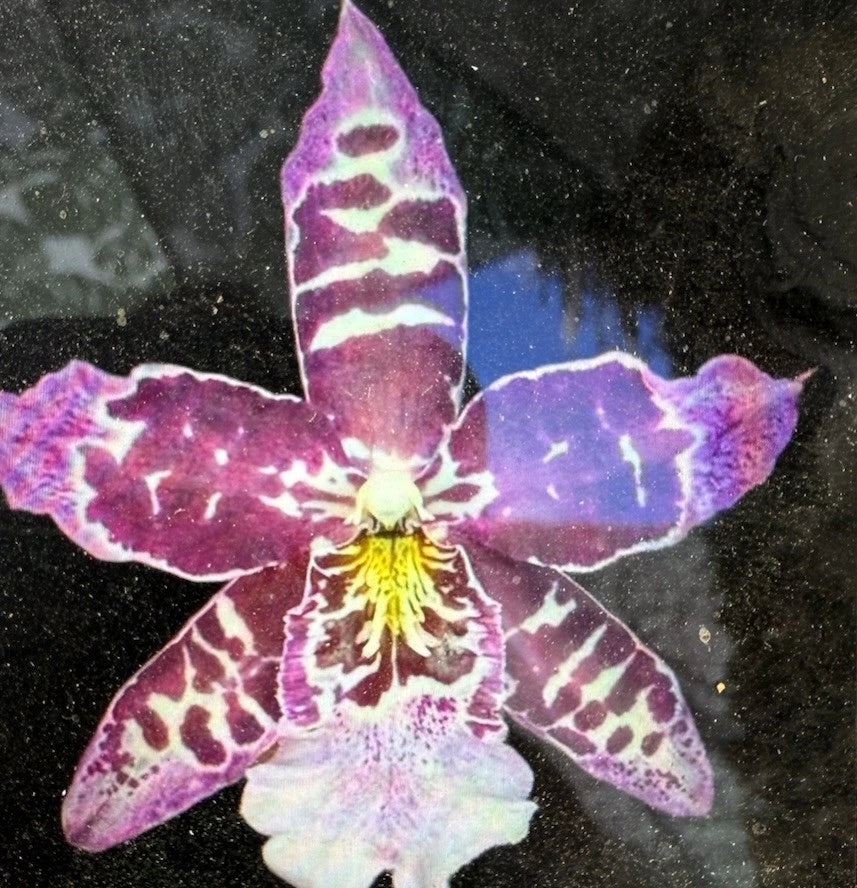 Orchid Plant Bulb Bare Root Phalaenopsis Orchidaceae Indoor Garden Gift