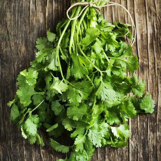 Cilantro Seeds - 100 Non-GMO Fiesta Green Culinary Herb for Kitchen Garden