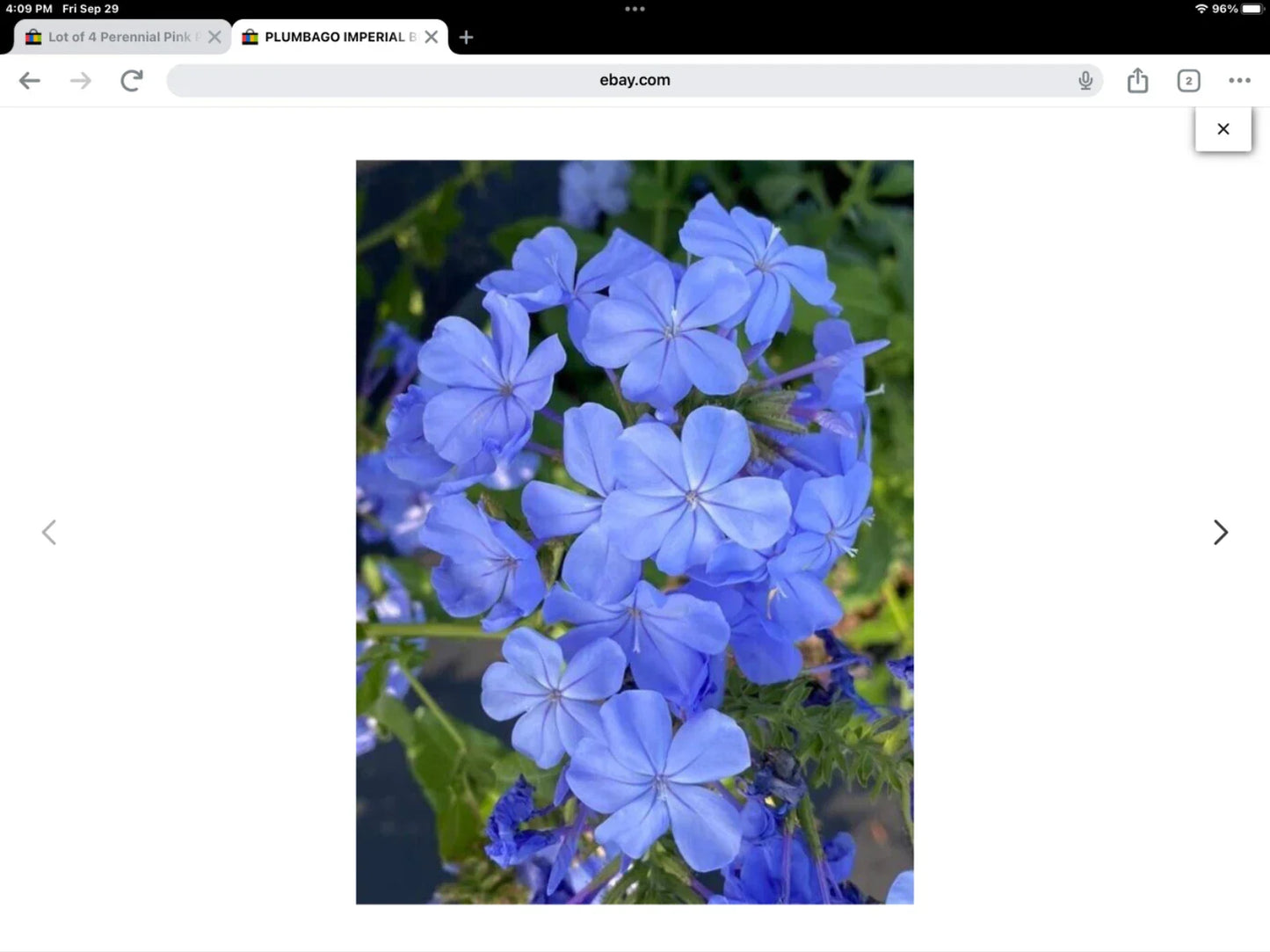 Plumbago Seeds Pack of 50 - New Imperial Blue Plumbago auriculata