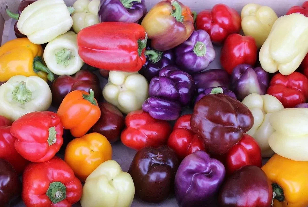 Rainbow Bell Pepper Seed Mix - 30+ Seeds - 7 Colorful Strains - Capsicum annuum