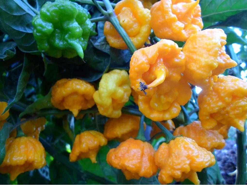 Hot Pepper Seeds - Yellow Sunrise, Capsicum annuum, Aromatic & Prolific, Rare Lemon Flavor, 10 Seeds