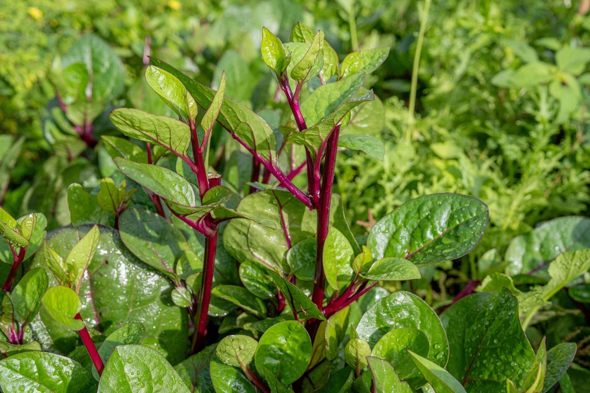 Red Stem Malabar Spinach Seeds, Non-GMO Vegetable, Basella alba "rubra" - Edible Leaves, Fast-Growing, Heat-Tolerant, Climbing Vine Seed Pack