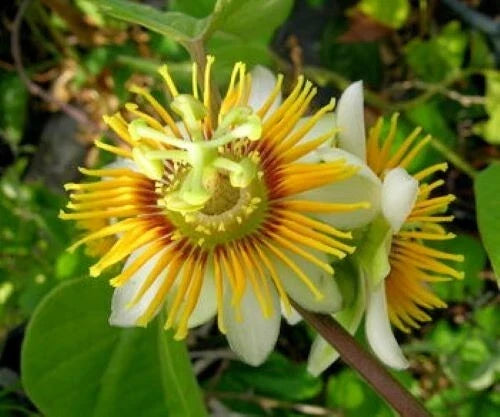 Yellow Holosericea Passion Flower Vine Starter Plant, Fragrant Climbing Passiflora for Gardens & Trellises