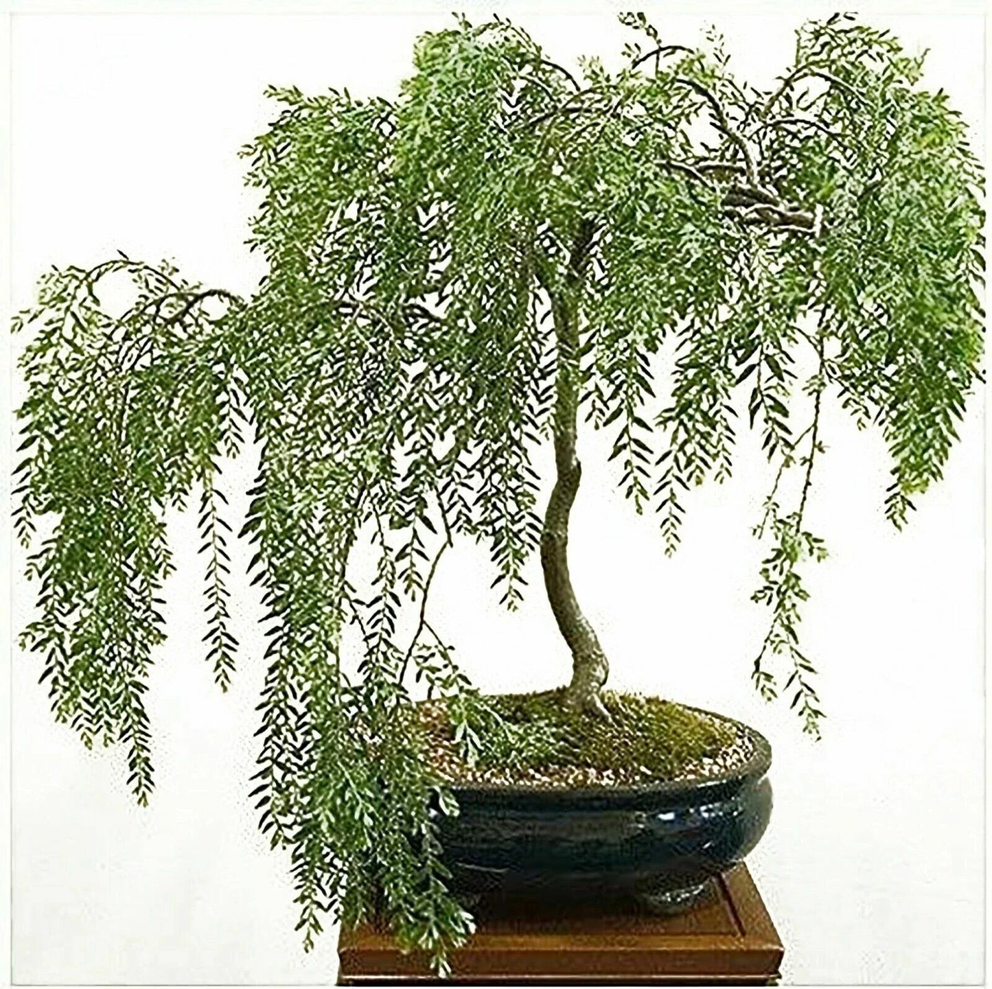 Willow Bonsai Cutting - Rare Indoor Plant - Salix spp. - Perfect for Beginners & Enthusiasts